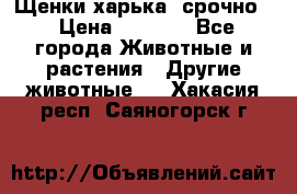 Щенки харька! срочно. › Цена ­ 5 000 - Все города Животные и растения » Другие животные   . Хакасия респ.,Саяногорск г.